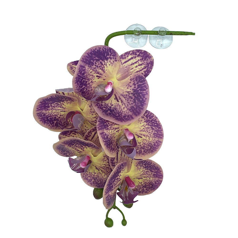 Pangea Hanging Orchids - Purple and Yellow