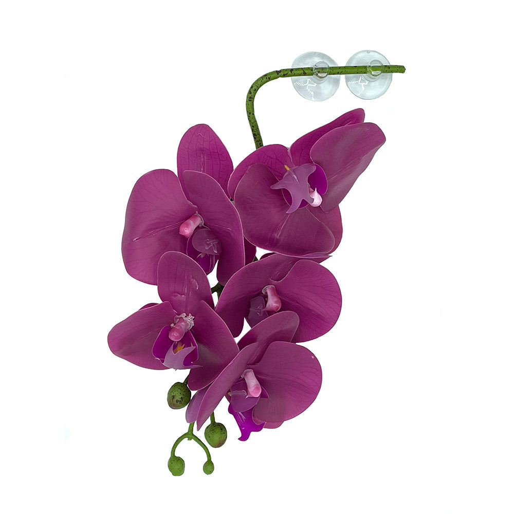orchid hanging planter Hanging Orchids | Purple | Pangea Reptile