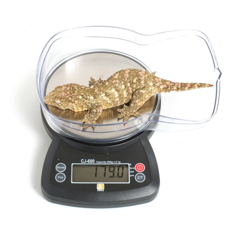 Reptile Scales | Small Animal Scales | Pangea Reptile - Pangea Reptile LLC