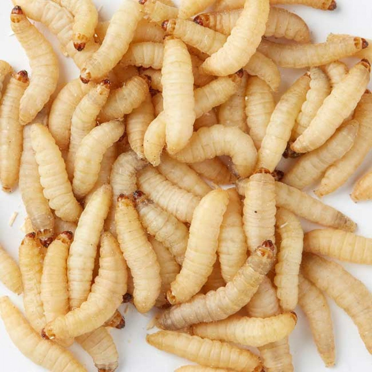 Live Wax Worms for Sale Buy Wax Worms Pangea Reptile Pangea